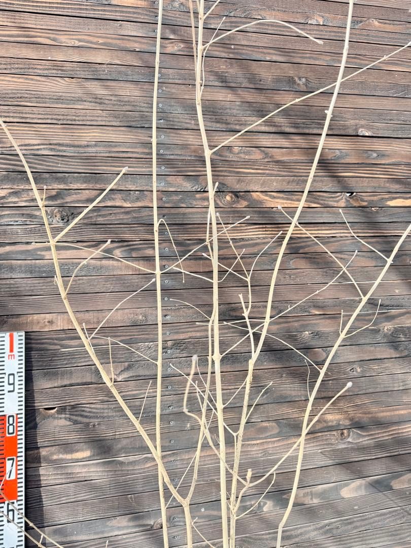 アオダモ/自生山採り【現品発送】管理70958